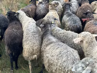 भेड़, Bessarabian sheep — फ़ोटो 4