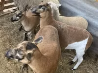 Schaf, Cameroon sheep — Foto 1
