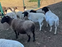 Schaf, Dorper sheep — Foto 4
