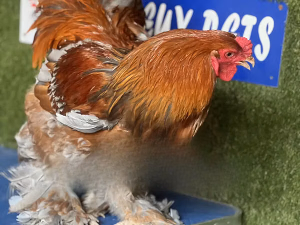 Brahma