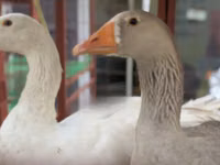 Turkeys — الصورة 6