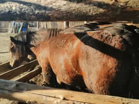 حصان, Kustanai horse — الصورة 1