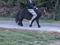 Mare, Horses — photo 1