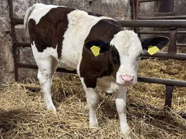 Cattle (batch, sex not specified), Simmental cattle