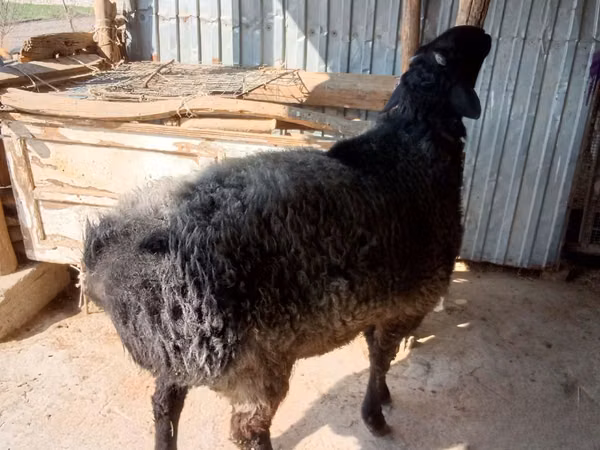 Ram, Sheep