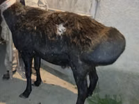 मेढ़ा, Ordabasy sheep — फ़ोटो 3