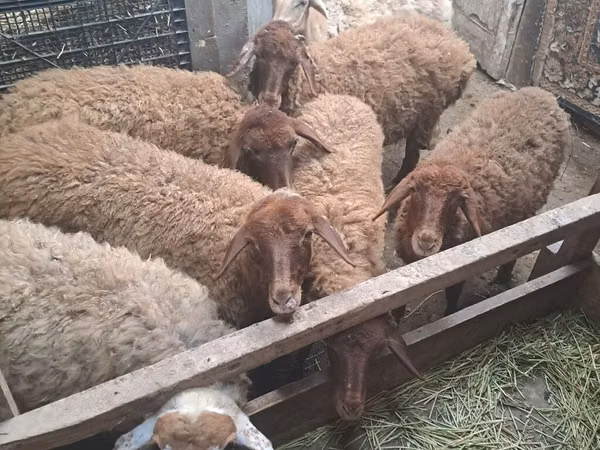 मेढ़ा, भेड़