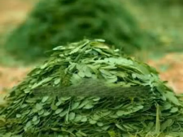 Moringa Chaff for Animals Feed,