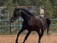 公马, Trakehner — 照片 3