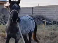 Caballo, Kazakh horse — foto 1