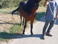 Horse (M), Horses — photo 3