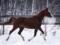 घोड़ी, American shetland pony — फ़ोटो 2