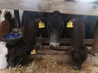 सांड, Simmental cattle — फ़ोटो 5