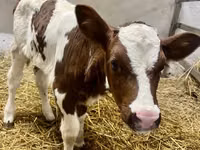 Kuh, Simmental cattle — Foto 3