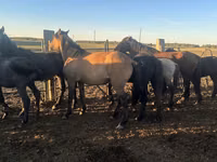 घोड़ा, Mugalzhar horse — फ़ोटो 1
