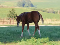 Horse (M), Alter Real — photo 5
