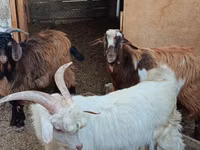 Goats (batch, sex not specified), Goats — photo 1