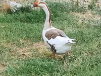 تشاينيز — الصورة 2
