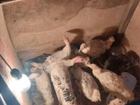 Turkeys — الصورة 3