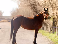 घोड़ी, Thoroughbred horse — फ़ोटो 3