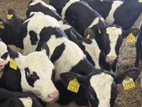 Rinder (Partie, Geschlecht nicht angegeben), Simmental cattle — Foto 3