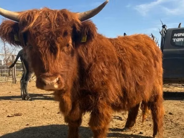 بقرة, Highland