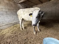 Cow, Swiss cattle — photo 6