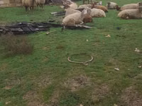Sheep (batch, sex not specified), Sheep — photo 2