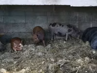 Boar — photo 1