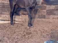 घोड़ी, Anglo-Arabian — फ़ोटो 1