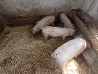 Säue, Schweine — Foto 3