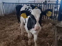 Bull, Russian Black pied cattle — photo 1