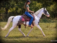 公马, National Show Horse — 照片 3