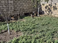 Chickens — फ़ोटो 5
