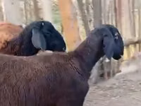 母羊, Hissar sheep — 照片 2