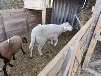 كبش, Cameroon sheep — الصورة 1
