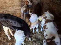 بقرة, Simmental cattle — الصورة 3