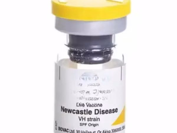 Hb1 1st Newcastle Vaccine (Wholesale)