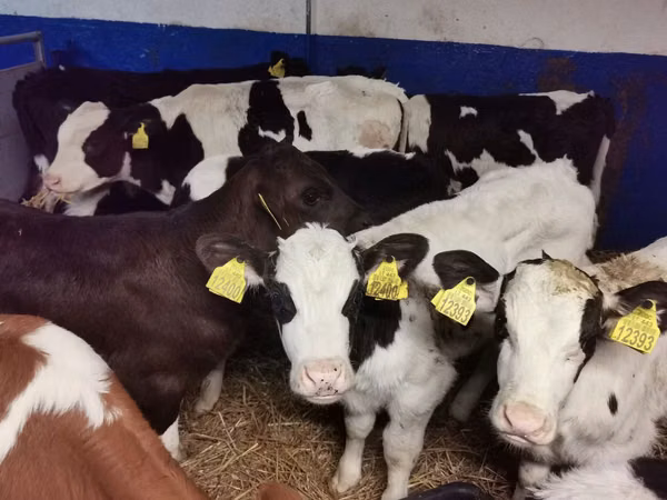Bulle, Russian Black pied cattle