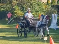Mare, Lipizzaner — photo 3