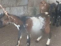 Cabras (lote, sexo no especificado), Cabras — foto 2