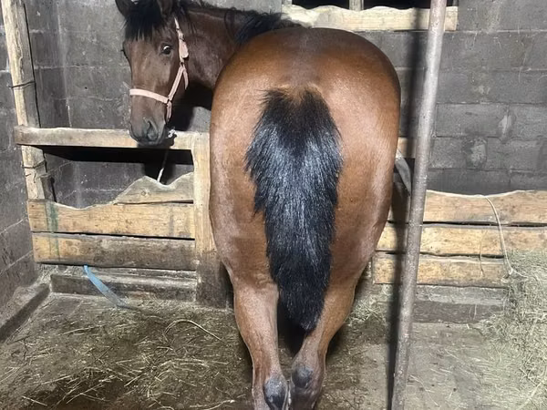 घोड़ा, New Altai Horse