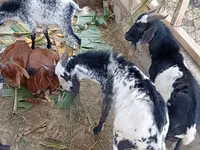Goats (batch, sex not specified), Goats — photo 3