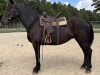 घोड़ी, Percheron — फ़ोटो 4