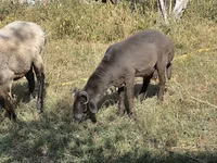 Ovejas (lote, sexo no especificado), Arabi sheep — foto 3