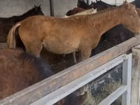 Horse (M), Russian Don — photo 4