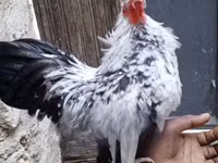 Gallinas Shamo — foto 4