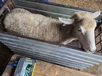 भेड़, Kuibyshev sheep — फ़ोटो 2
