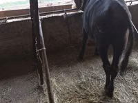 公牛, Cattle — 照片 2