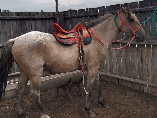 Horse (M), Kazakh horse
